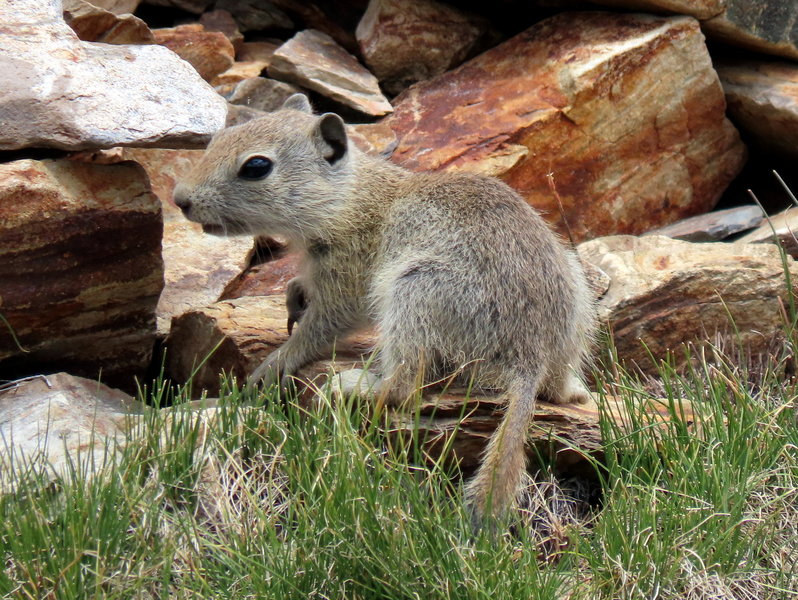 Belding's ground squirrel