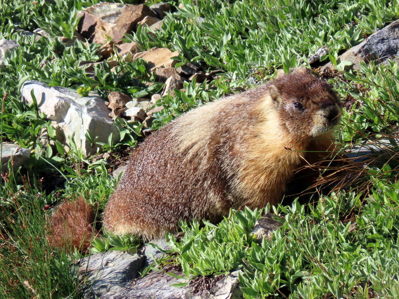 Yellow-bellied marmot