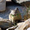 American pika gathering food