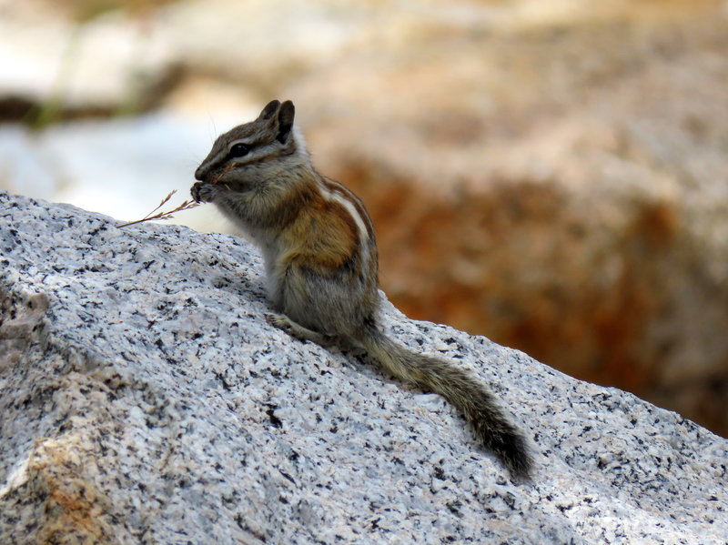 Chipmunk