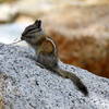 Chipmunk