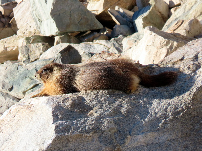 Yellow-bellied marmot