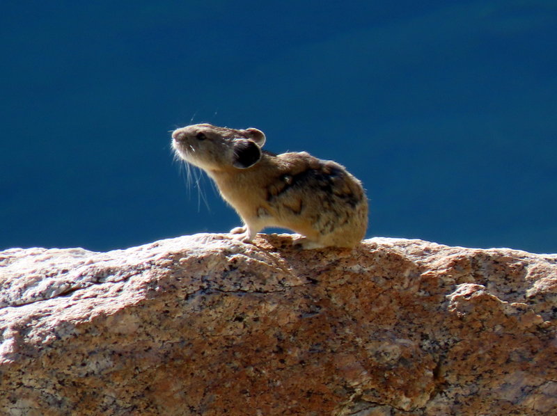 American pika at Steelhead Lake