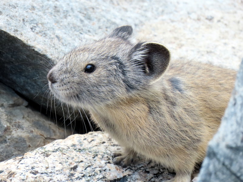 American pika