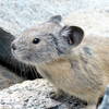 American pika