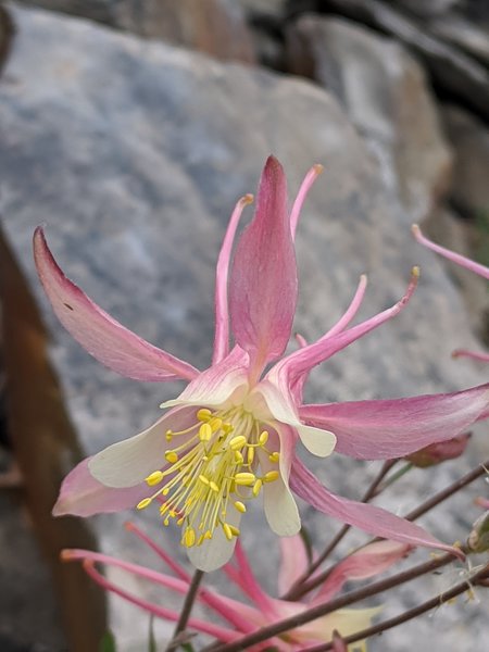 Sierra Columbine