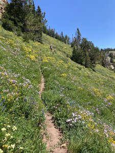 Accent from lake back to trail.
