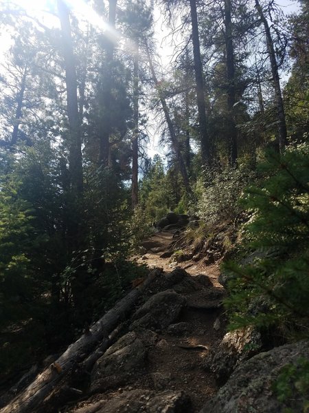 Trail is narrow with roots and rocks.