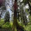 A massive Sitka spruce showing bright green in the sunlight in Anderson Hill County Park