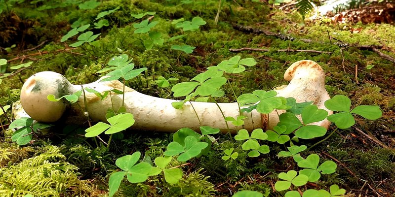 A bleached leg-bone lies in the moss and wood sorrel in Anderson Hill County Park, proving that wildlife still abound even so close to town.