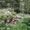 Chokecherry growing abundantly along the stream.