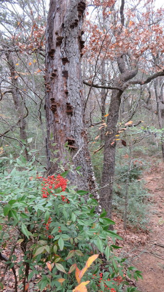 Berrys are growing in various quantities as you pass by .