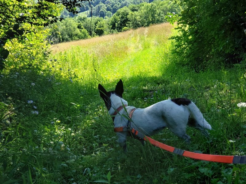 Walking into the big field