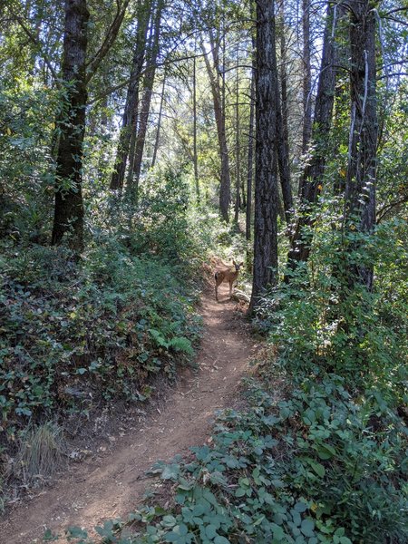 Mule deer enjoying a hike on the American Canyon Trail.