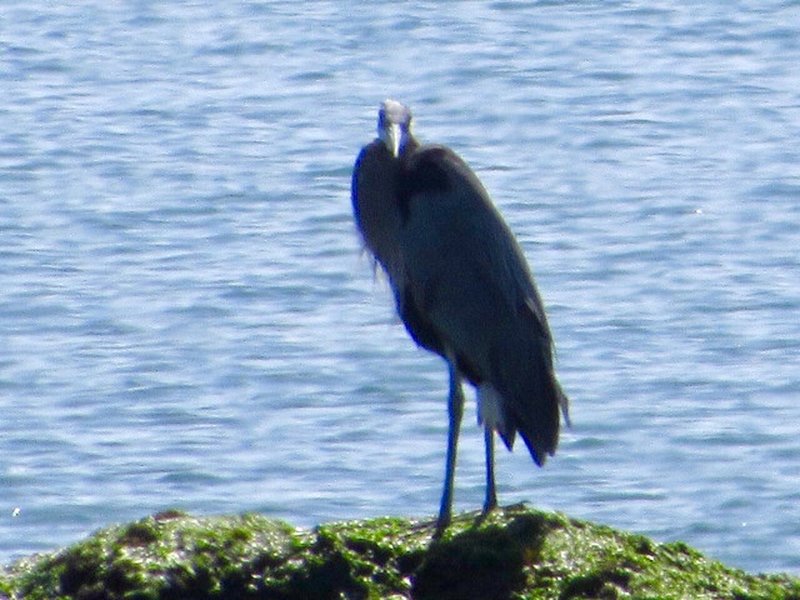 Blue Heron