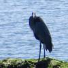 Blue Heron