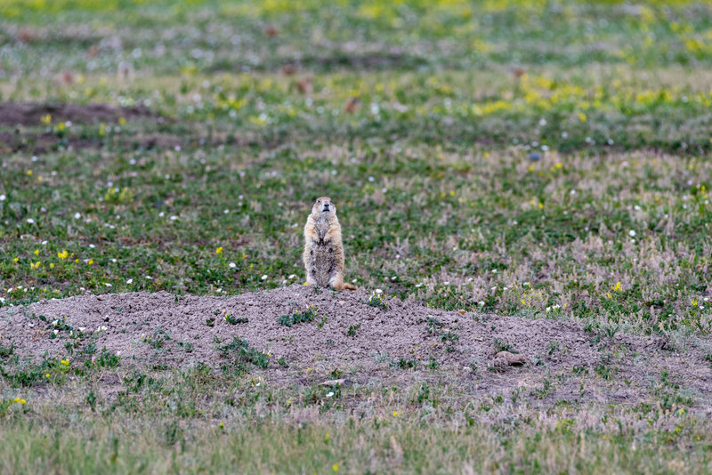 Prairie dog