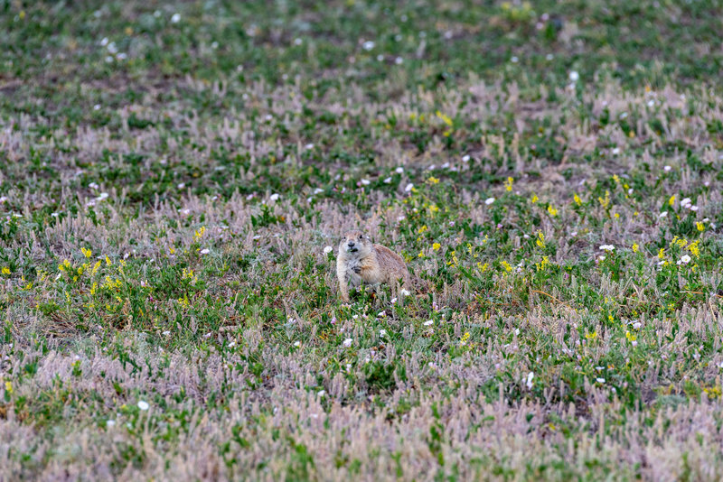 Prairie dogs are all over the place.