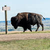 Buffalo looking for a scratching post at Sage Creek Rim Road.