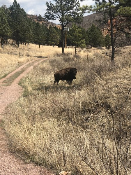 Bison right on the trail!