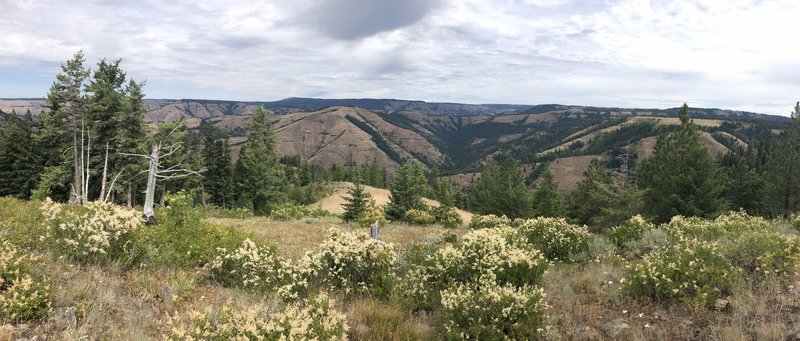 View to the north from Buck Mountain into the North Fork Umatilla Wilderness. Grouse Mountain on the horizon.