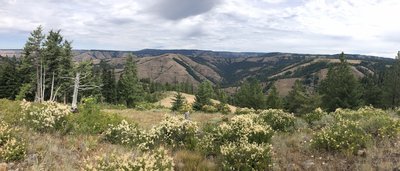 View to the north from Buck Mountain into the North Fork Umatilla Wilderness. Grouse Mountain on the horizon.