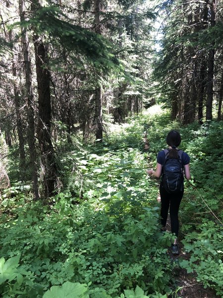 Walking the forest canopy.