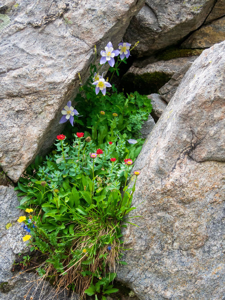 Columbine and other wild flowers.