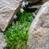 Columbine and other wild flowers.