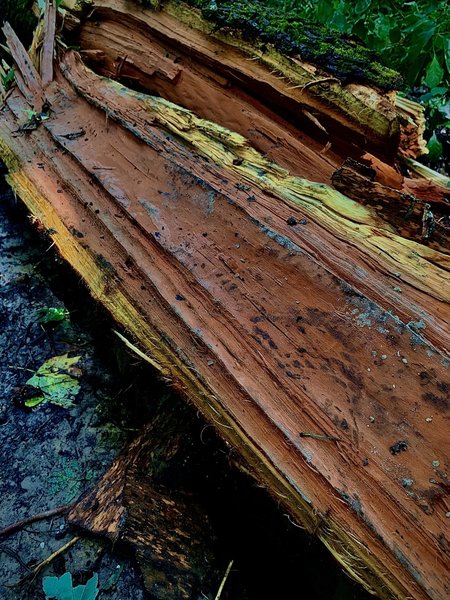 Fallen trees along the path can be cumbersome to get around, although some of them are quite beautiful like this one which has an orange interior.