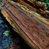 Fallen trees along the path can be cumbersome to get around, although some of them are quite beautiful like this one which has an orange interior.