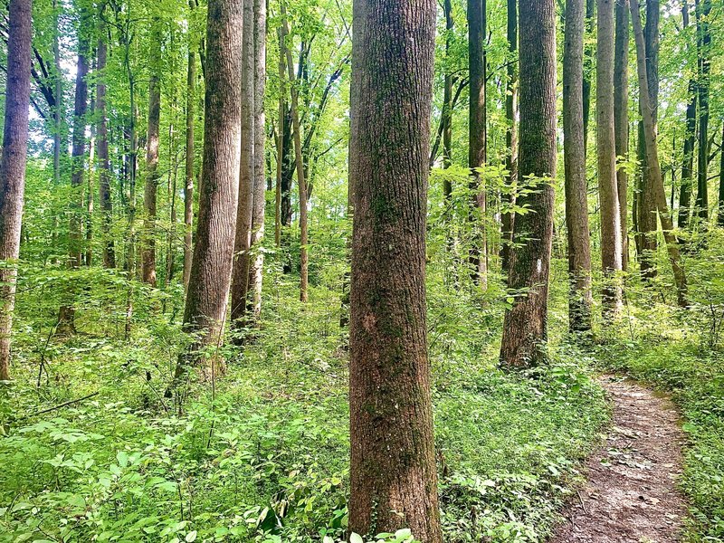 Dense forest around portions of the trail.