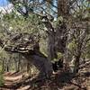 Big old tree near bottom of the trail.