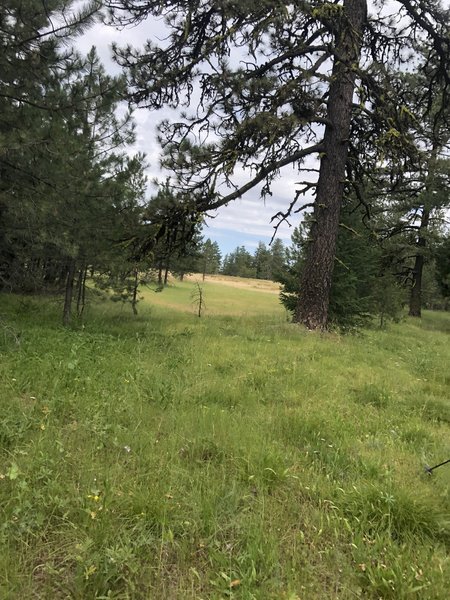 Ponderosa pine stands in the meadows of Buck Mountain.