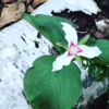 Trillium