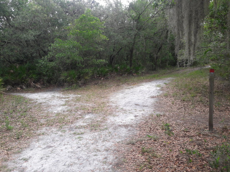 South side of Preserve -- Connector trail heads north and main trail continues heading west.