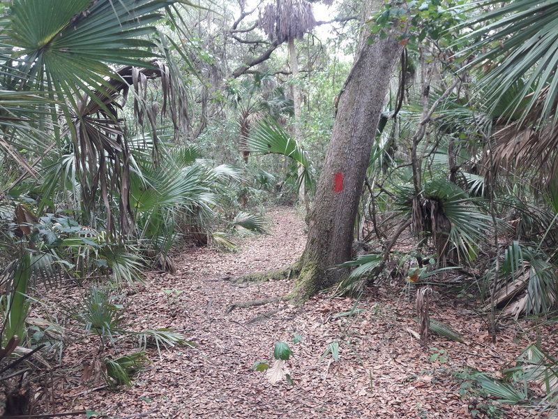 Typical scenery along the trail.