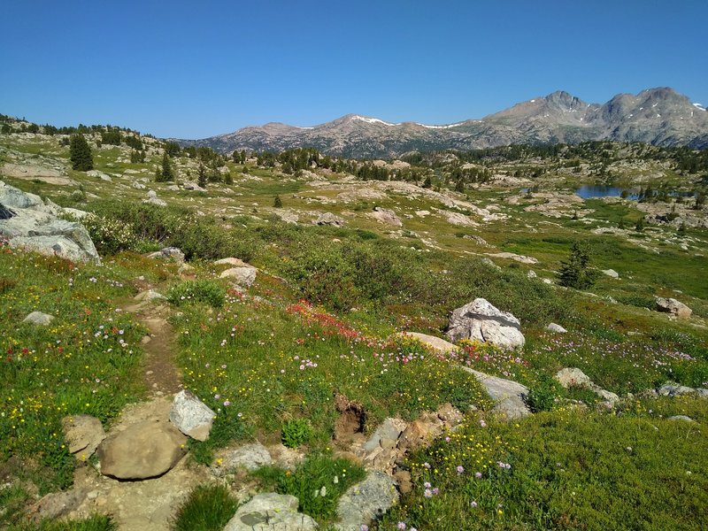 WIldflowers abound in Bald Mountain Basin in the summer. Looking north on the CDT/Fremont Trail, the two peaks of Mt. Lester are on the right.