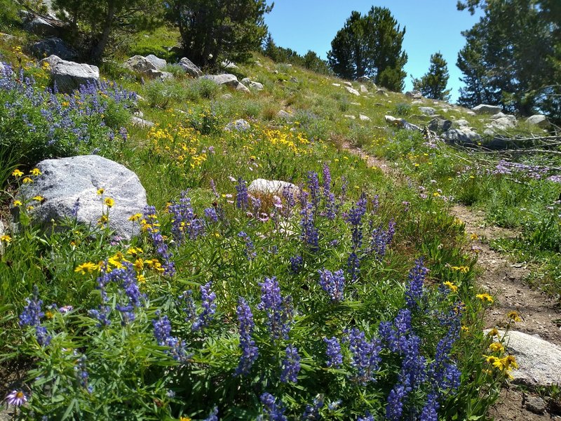 An abundance of gorgeous wildflowers - blue lupine and yellow arnica, along the CDT/Fremont Trail in early August.