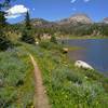 Flowers and more flowers - blue lupine and yellow arnica, at August Lake in early August along the CDT/Fremont Trail in the Wind River Mountains, so pretty...