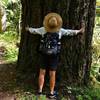 Old-growth tree along Cow Creek