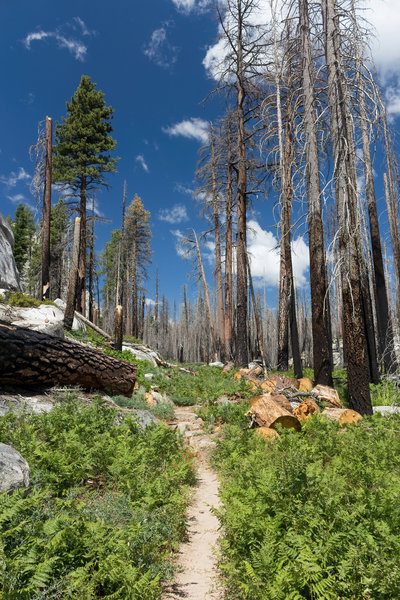 A burned section along the John Muir Trail