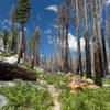 A burned section along the John Muir Trail