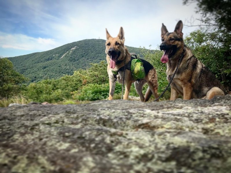 Morning hike with the dogs was amazing