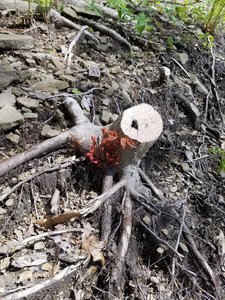 Resiliant tree coming back after being cut during trail building
