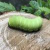 Luna Moth Caterpillar.