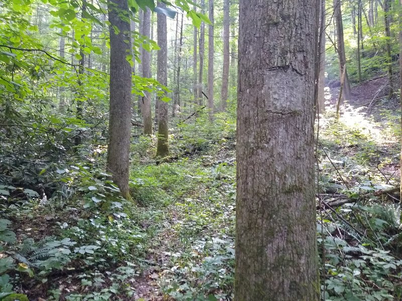 A natural blaze was used to mark the trail before the wilderness designation. Not all trees healed as well as this one.