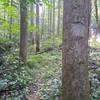 A natural blaze was used to mark the trail before the wilderness designation. Not all trees healed as well as this one.