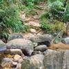 Small creek crossing just before fork in path leading to Knuckles Falls