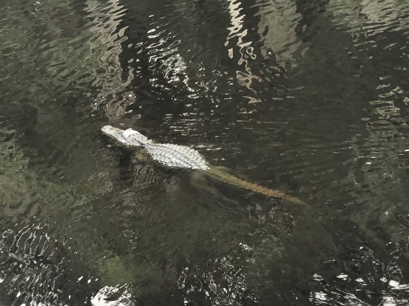 Gator